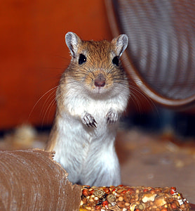 brown and white squirrel thumbnail