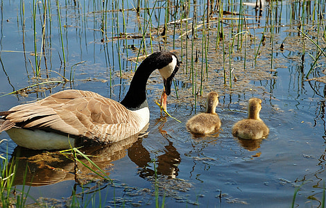 brown goose swimming on pond during daytime thumbnail
