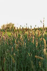 bokeh shot of grass thumbnail
