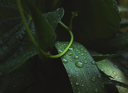 wet green linear plant thumbnail
