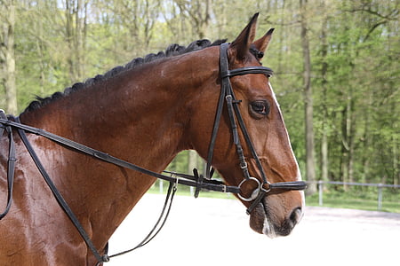 focus photo of brown horse thumbnail