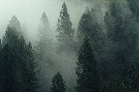 trees covered by fogs thumbnail