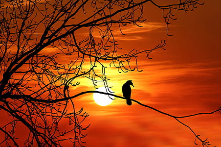 silhouette of bird perched on tree thumbnail