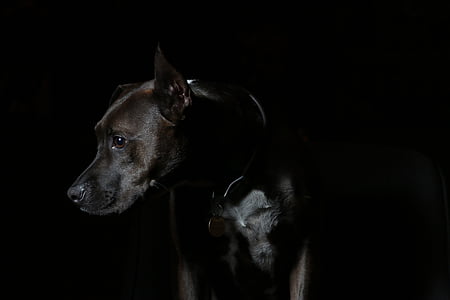 adult black American pit bull terrier thumbnail