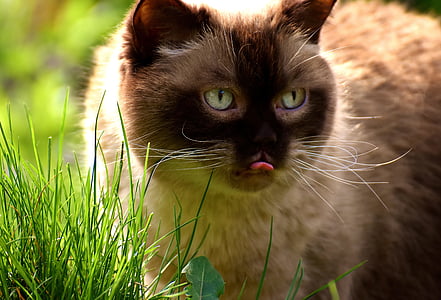 white and brown cat at daytime thumbnail