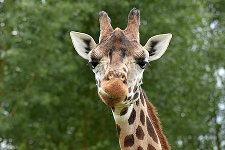 wildlife photography of giraffe thumbnail