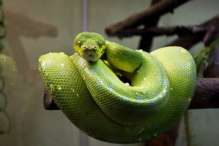 green snake on tree thumbnail