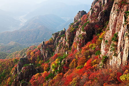 assorted-color leaf trees mountain at daytime thumbnail