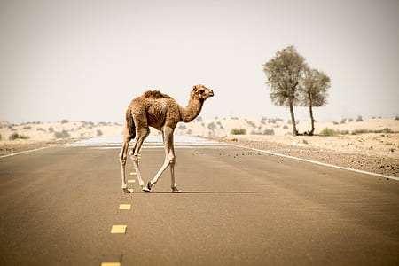 camel on road thumbnail