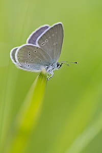 Gray White Moth Perched on Green Grass thumbnail