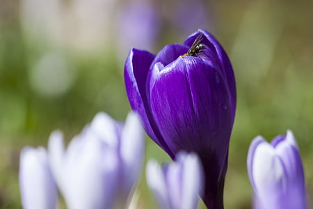 purple crocus flower in selective focus photography thumbnail