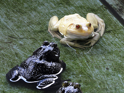 Frog, Albino thumbnail