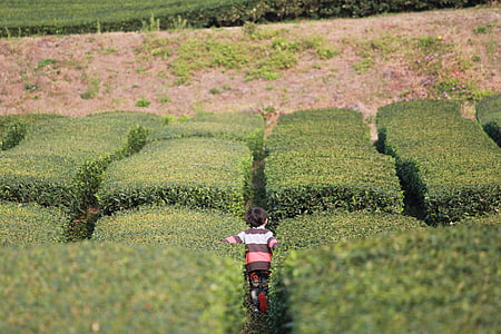 boy walking on field between grass thumbnail