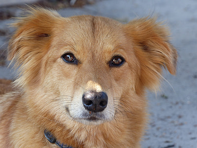 long-coated tan dog thumbnail