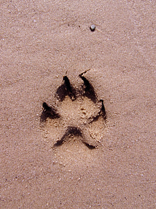 photography of paw mark on sand thumbnail