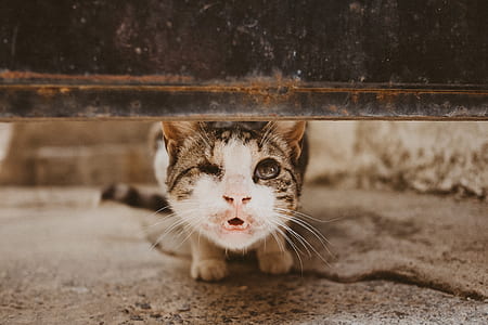 focus photo of gray and white tabby cat thumbnail