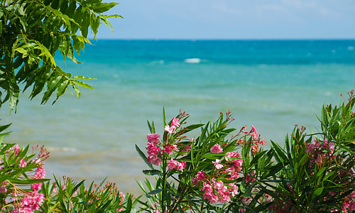 pink petaled flowers near body of water thumbnail
