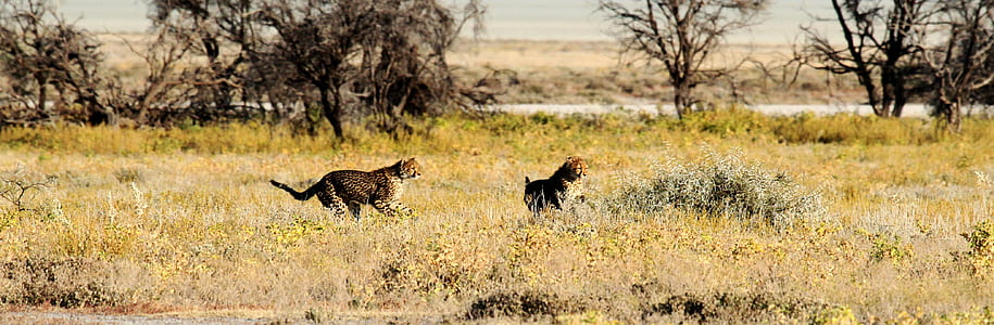 tiger running on grass field thumbnail