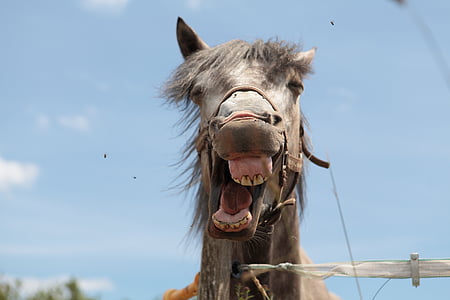 donkey opening mouth thumbnail
