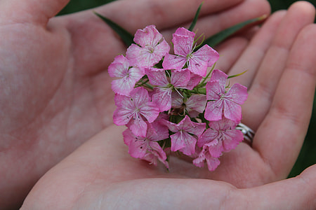 The Flower On The Palm Of Your Hand thumbnail