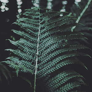 close-up photography of green fern plant thumbnail