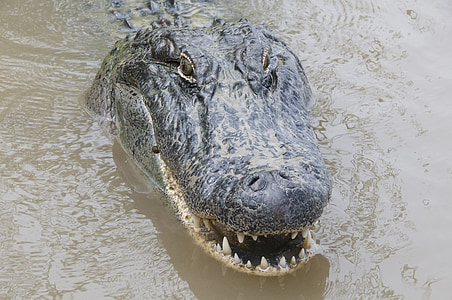 gray crocodile on body of water thumbnail