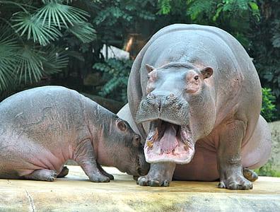 two hippopotamus sitting beside the planes thumbnail