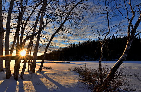 snow covered forest under cloudy sky during daytime thumbnail