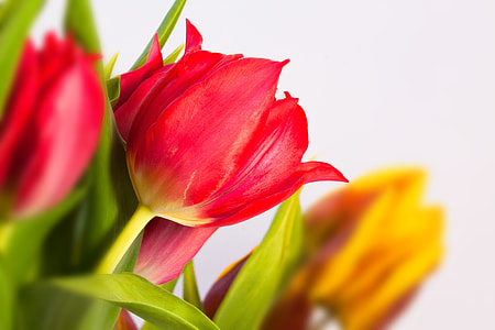 red petaled flower thumbnail
