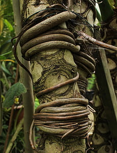 trees, roots, nature, tree with roots, plant, tree roots thumbnail
