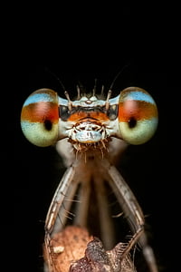 damselfly in closeup photo thumbnail