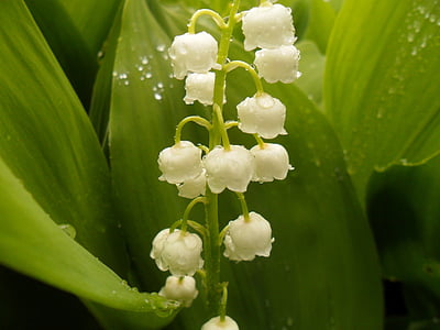 white flowers thumbnail