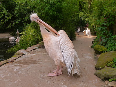 white long beak bird on pathway thumbnail