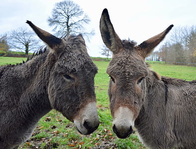 shallow focus of gray donkeys thumbnail