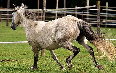 brown horse at daytime thumbnail