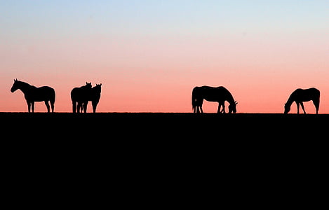 silhouette of five horses thumbnail