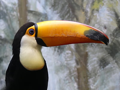 black and yellow toucan thumbnail