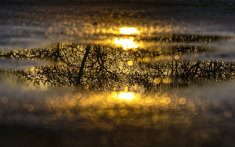 water puddle, mirroring, reflection, tree, aesthetic, puddle photography thumbnail