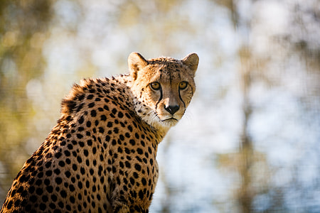 selective focus photography of leopard thumbnail