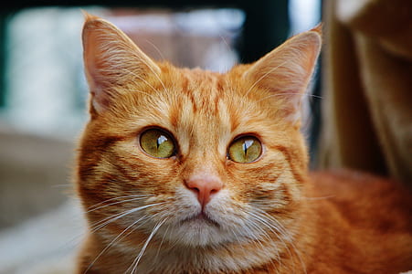 orange tabby cat thumbnail