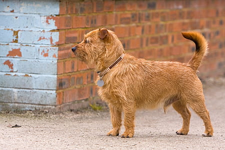 brown dog thumbnail