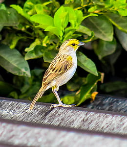 Brown and White Sparrow Bird thumbnail