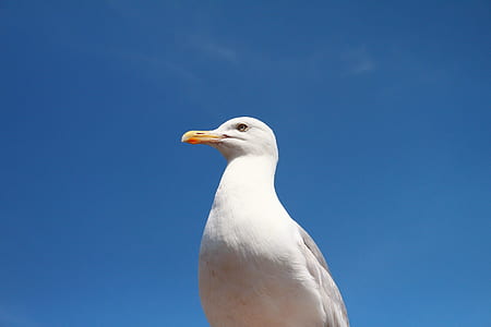 shallow focus photograph of white bird thumbnail