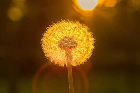 white dandelion thumbnail