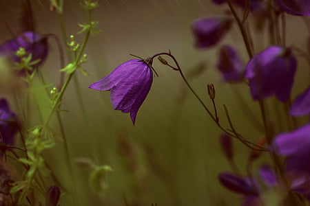 purple flowers thumbnail