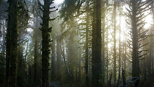 forest during daytime thumbnail