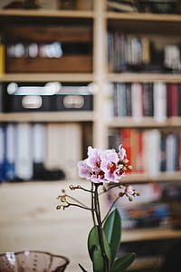 selective focus photo of white-and-pink moth orchid flowers thumbnail