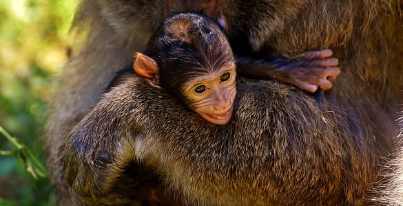 selective focus photography of brown monkey thumbnail