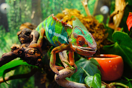 selective focus photography of Chameleon on twig thumbnail