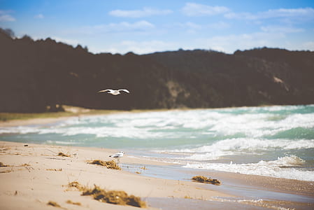 white bird over body of water thumbnail